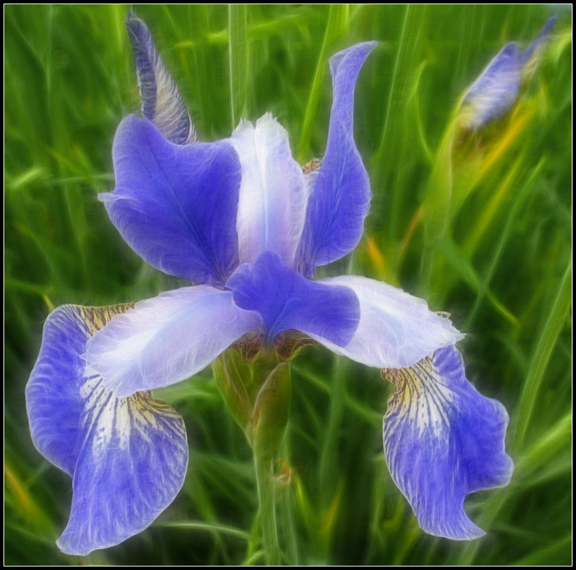 photo "Iris" tags: nature, abstract, flowers