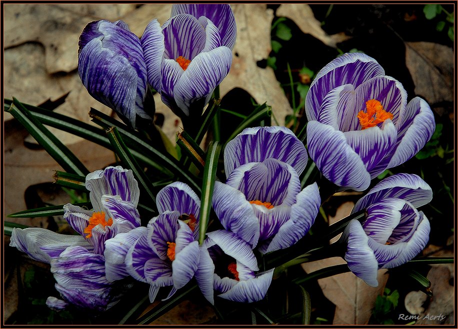 photo "finally, the spring" tags: nature, macro and close-up, flowers