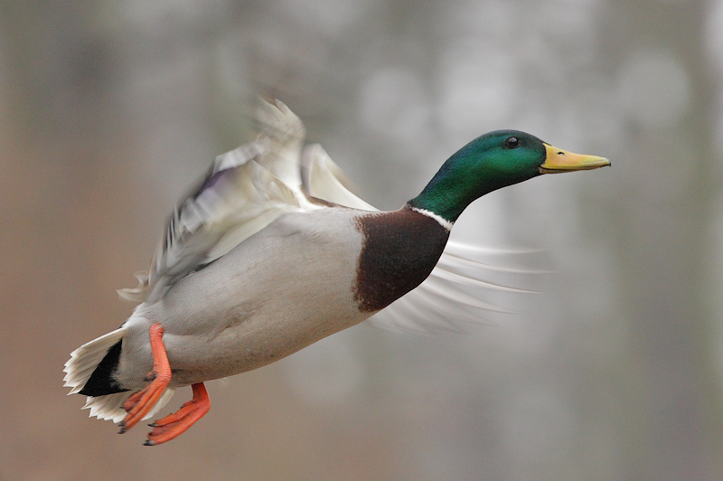 photo "Mallard (Anas platyrhynchos)" tags: nature, wild animals