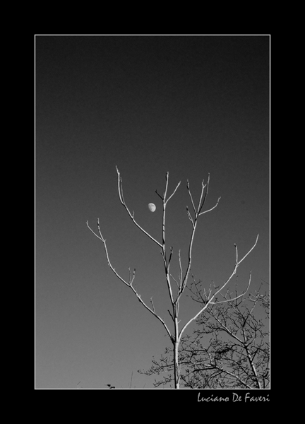 photo "Magic tree" tags: black&white, 