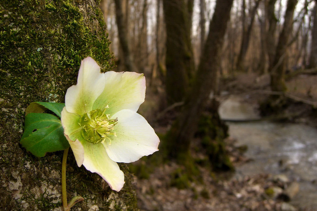 фото "Лесной цветок" метки: природа, цветы