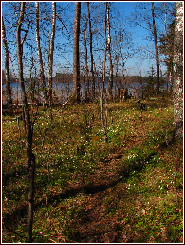 photo "***" tags: landscape, spring