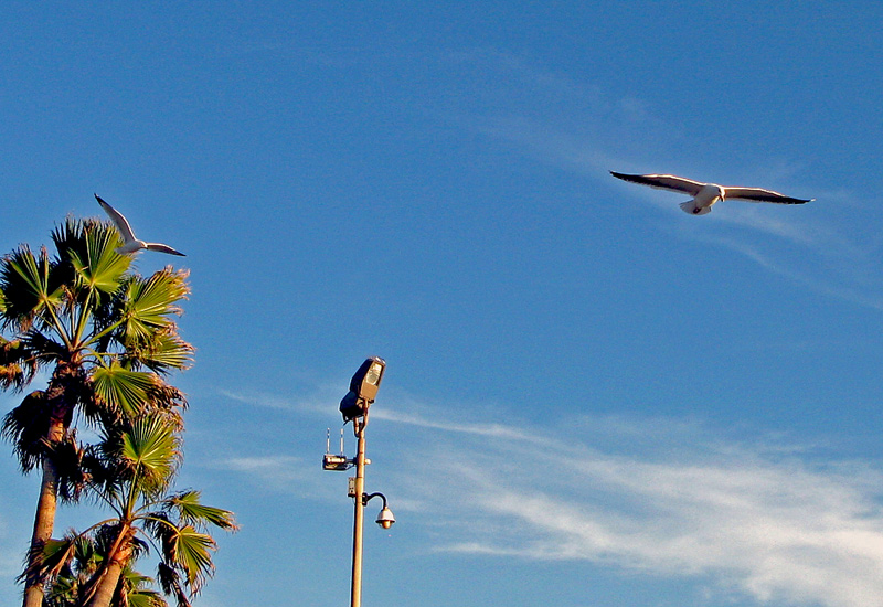 photo "Gulls" tags: travel, North America