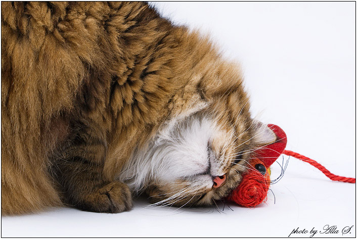 photo "***" tags: nature, humor, pets/farm animals