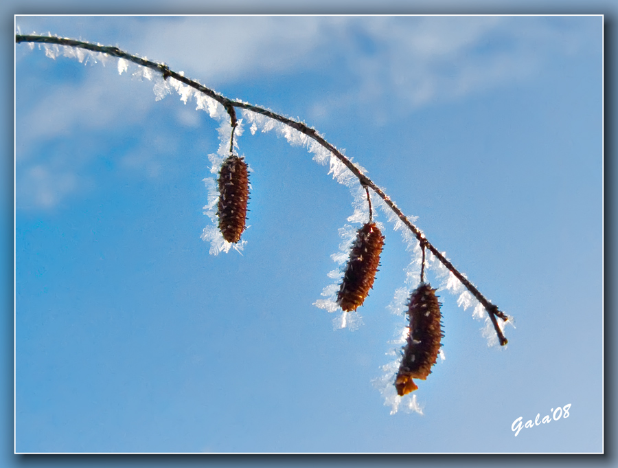photo "Winter earrings" tags: macro and close-up, nature, flowers