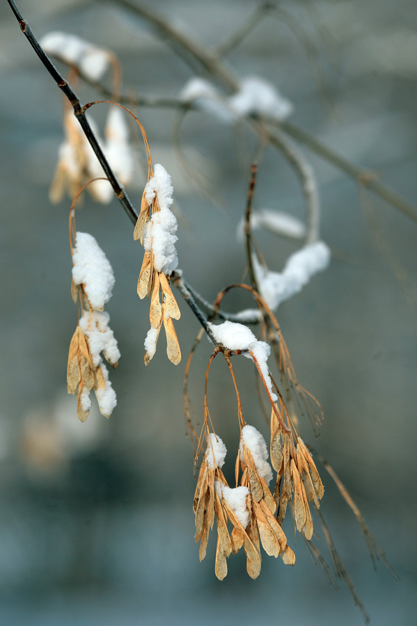 photo "***" tags: landscape, nature, winter