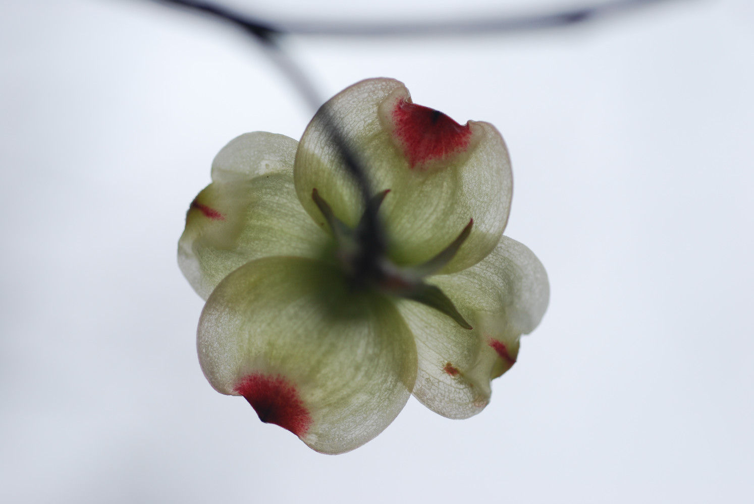 photo "Dogwood" tags: nature, macro and close-up, flowers