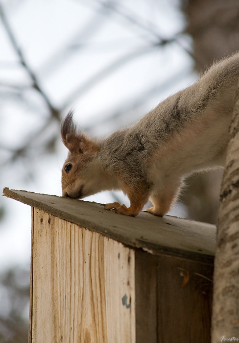 photo "***" tags: nature, wild animals