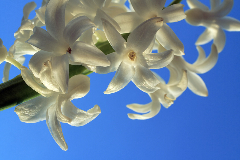 photo "Colours of Spring" tags: nature, macro and close-up, flowers