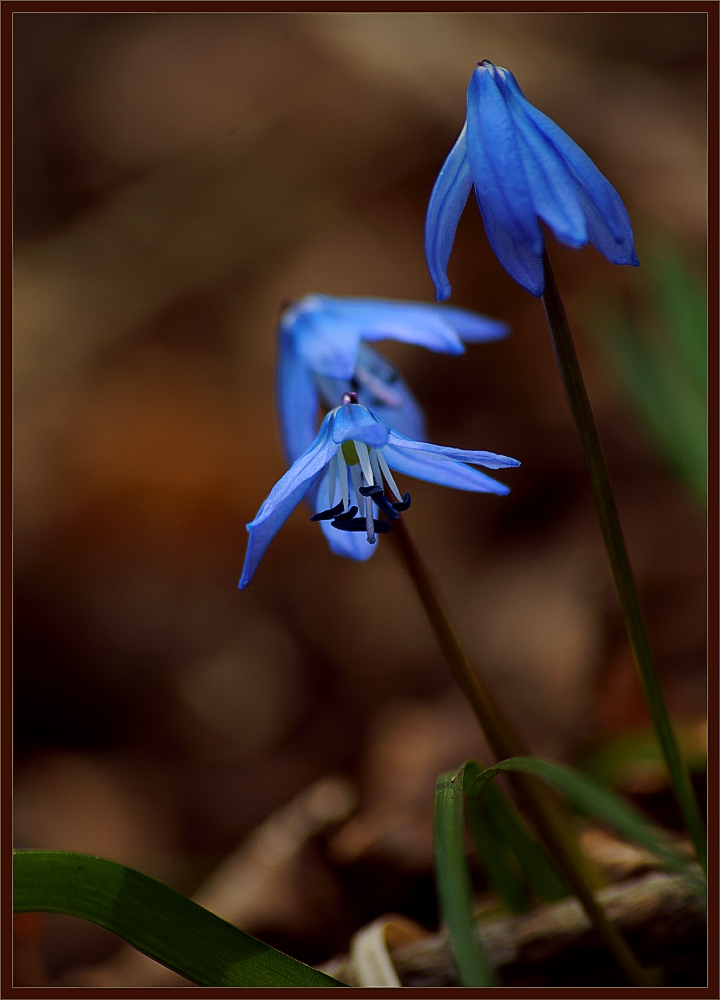 photo "Spring flowerses" tags: nature, flowers