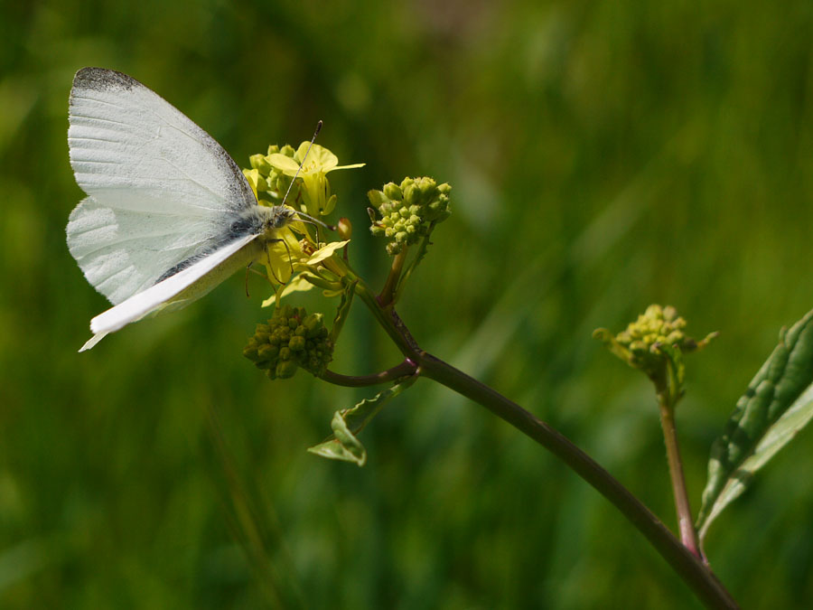 photo "White butterfly" tags: nature, macro and close-up, insect