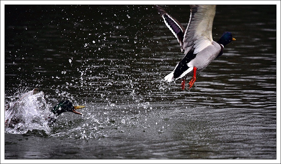 photo "***" tags: nature, wild animals