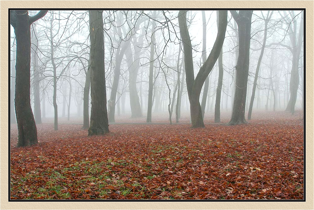 photo "***" tags: landscape, forest