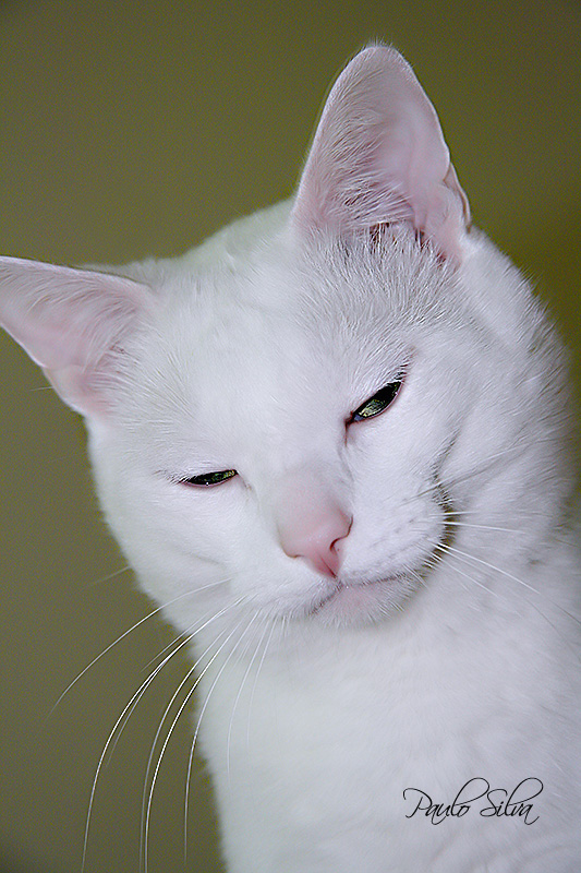 фото "mY CaT" метки: природа, домашние животные