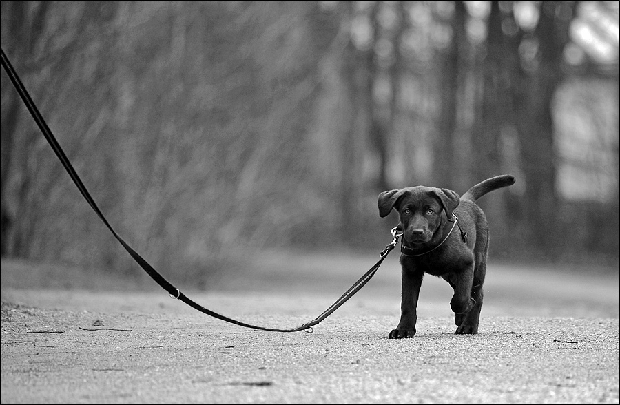 фото "On the leash" метки: природа, черно-белые, домашние животные