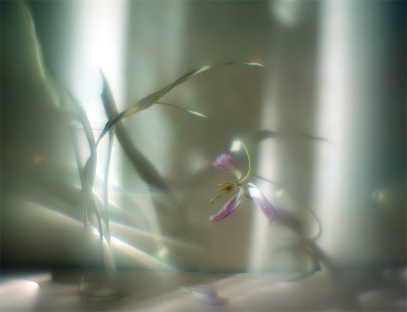 photo "Tulip dream" tags: still life, abstract, 