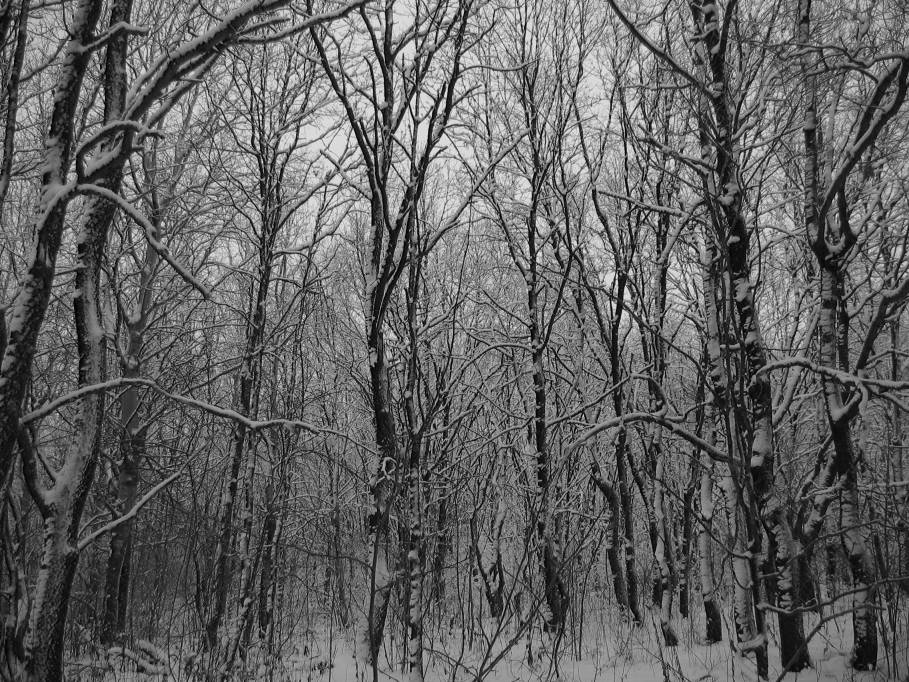 фото "Зима в лесу" метки: пейзаж, зима, лес