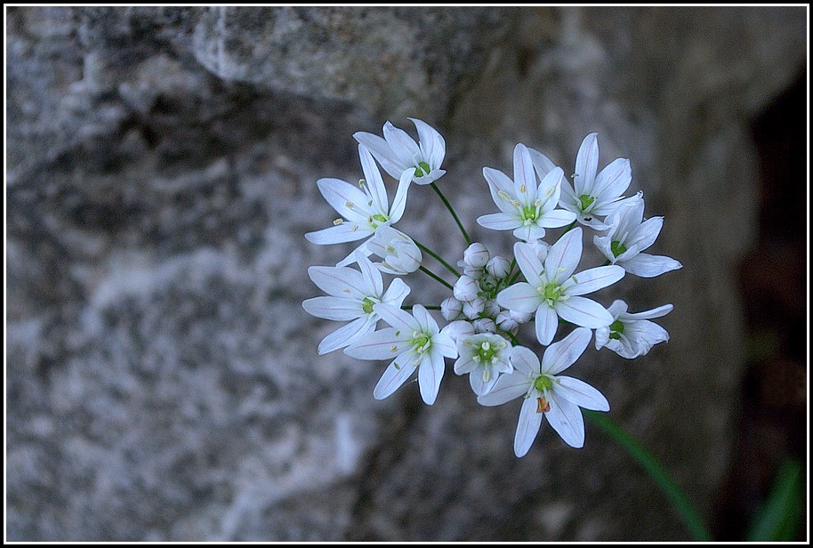 photo "***" tags: nature, flowers