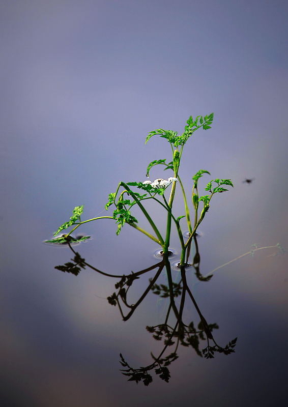 фото "Utro" метки: природа, цветы