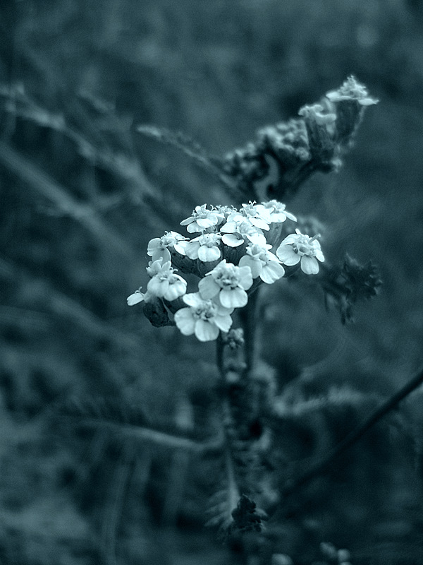 photo "***" tags: nature, macro and close-up, flowers