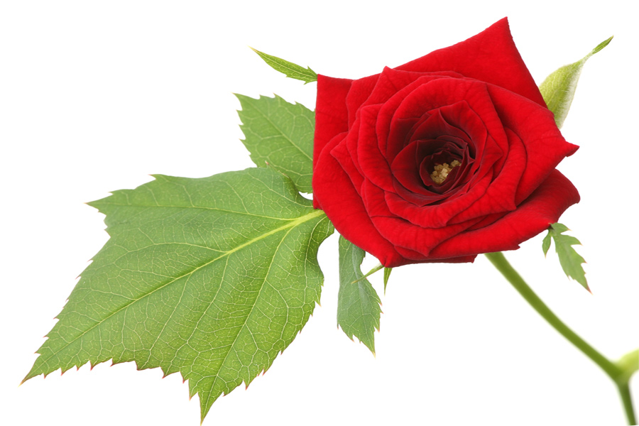 фото "Красная роза" метки: природа, макро и крупный план, цветы