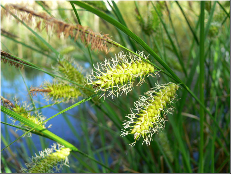 photo "2" tags: nature, flowers