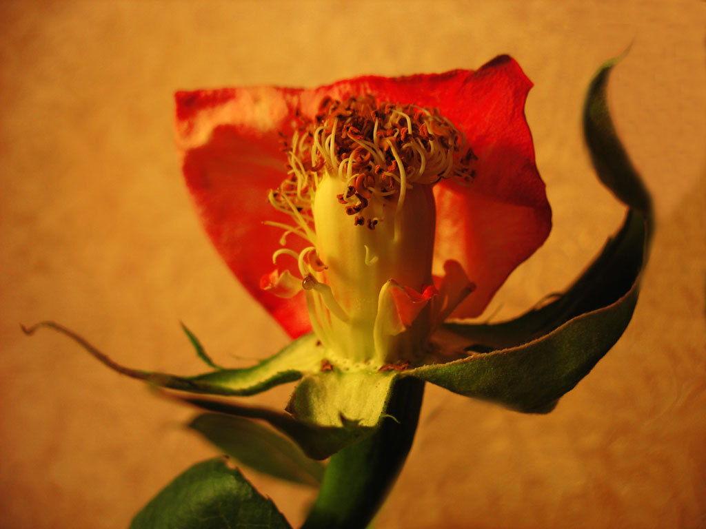 photo "Lady Rose" tags: nature, macro and close-up, flowers