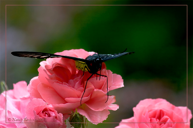 photo "***" tags: nature, insect