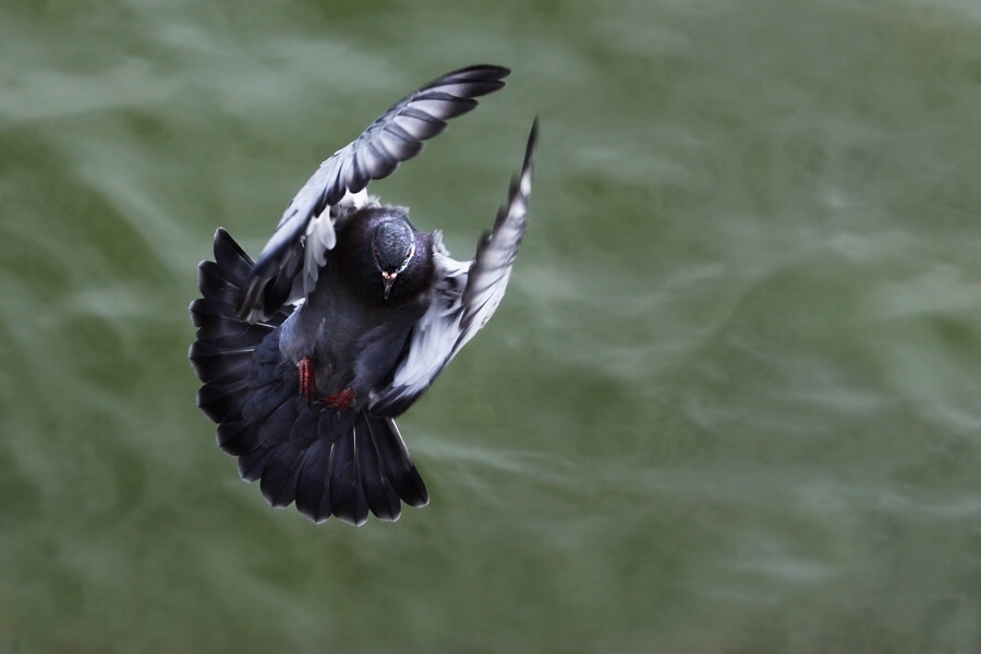 photo "you've got mail" tags: nature, wild animals