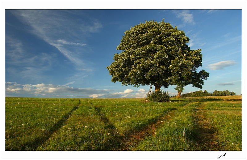 photo "hard choice" tags: landscape, summer
