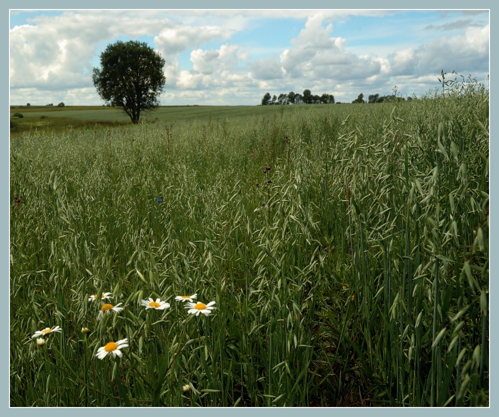 photo "А field with oats" tags: landscape, summer