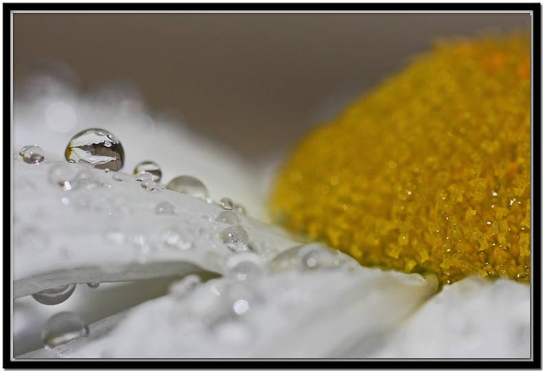 photo "Two Rainy Daze" tags: nature, macro and close-up, flowers