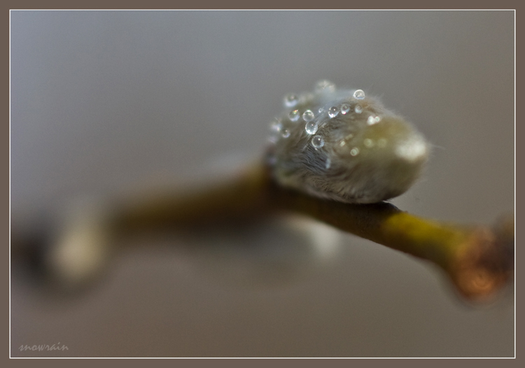 фото "drops of spring" метки: макро и крупный план, 