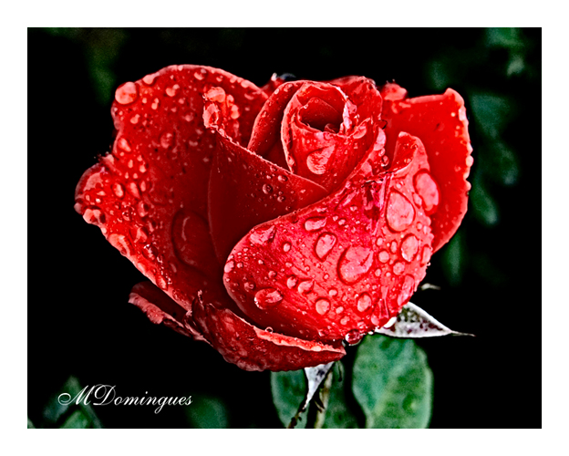 photo "just a red rose..." tags: nature, macro and close-up, 