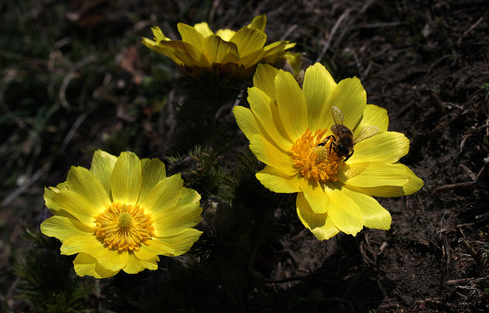 фото "Adonis" метки: природа, цветы