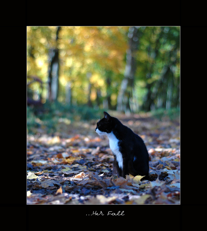 фото "Her Fall" метки: природа, домашние животные