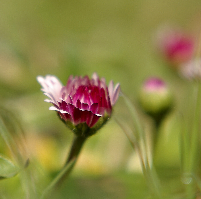photo "***" tags: nature, flowers