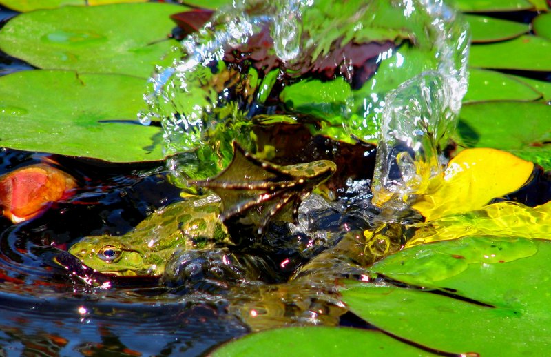 фото "прощай..." метки: природа, 