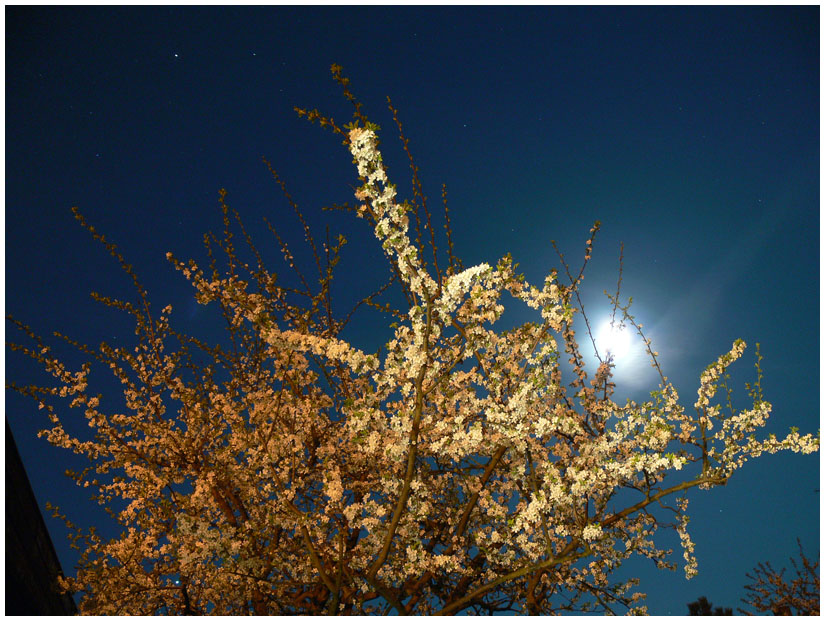 photo "Blooming at Night" tags: nature, flowers