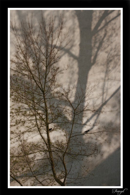 фото "Wrong Shadow" метки: природа, пейзаж, весна, цветы