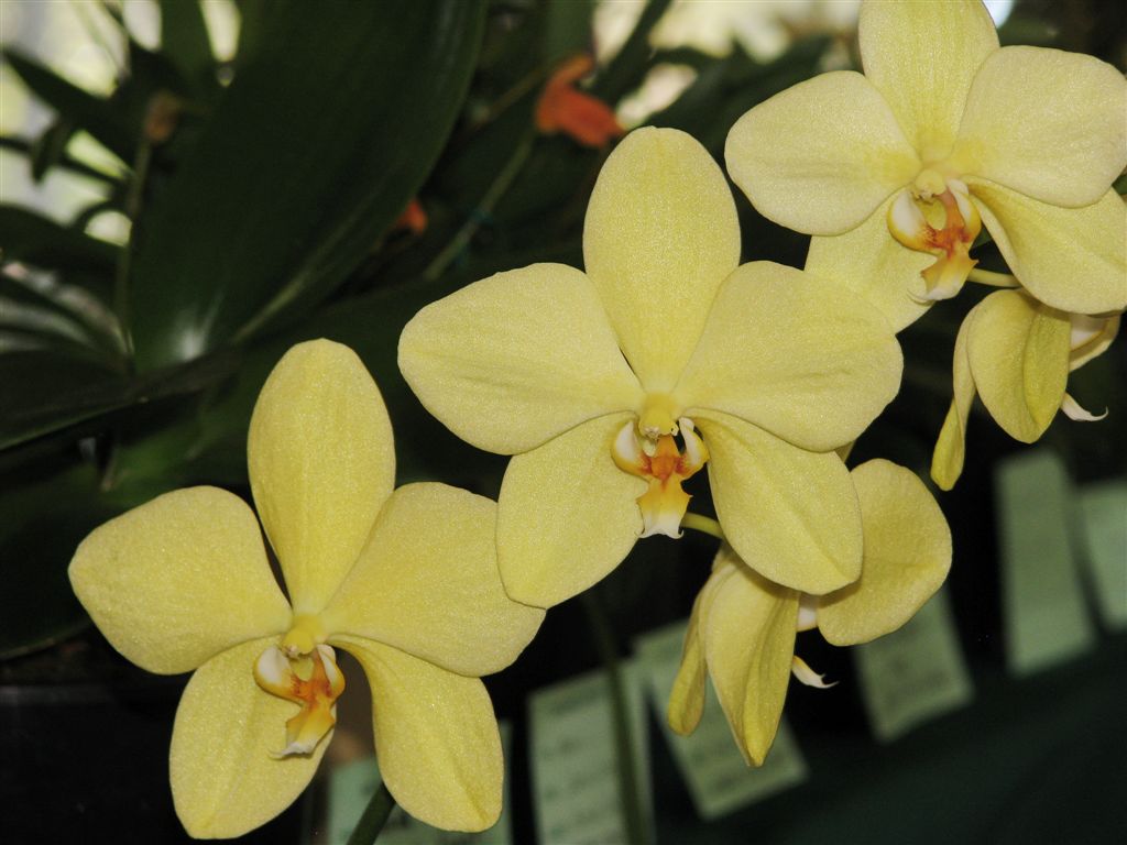 photo "Phalaenopsis Orchid in Show." tags: nature, flowers