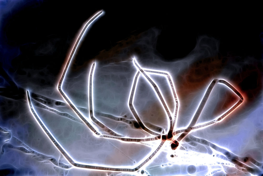 фото "Ethereal Arachnid" метки: фотомонтаж, абстракция, 