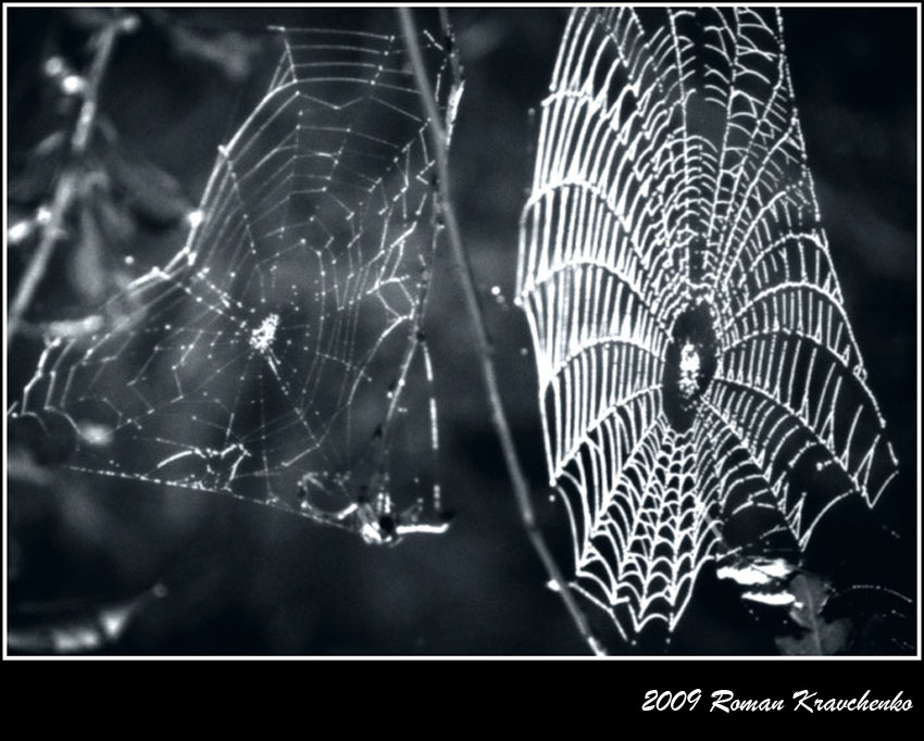 photo "***" tags: black&white, nature, insect