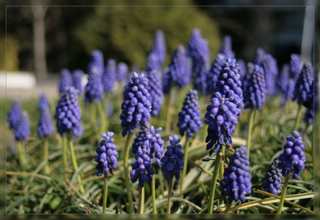 photo "***" tags: nature, travel, Europe, flowers