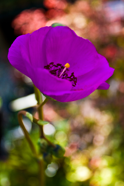 photo "***" tags: nature, flowers