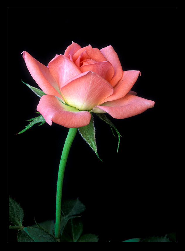 фото "Mini-Rose Close #2" метки: природа, макро и крупный план, цветы
