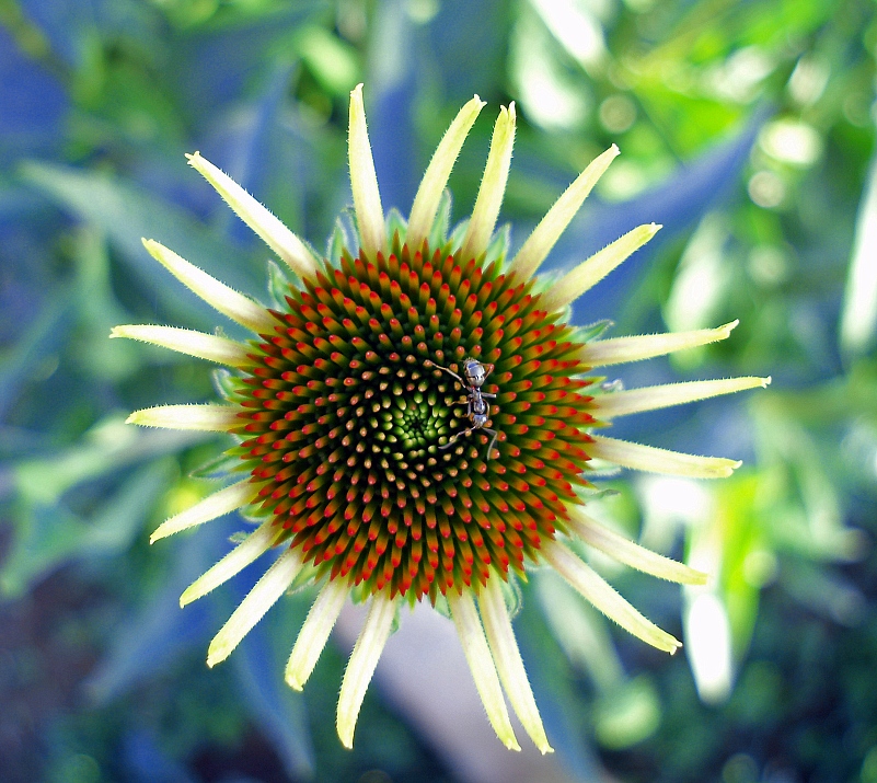 фото "Муравьиное лето" метки: природа, макро и крупный план, цветы