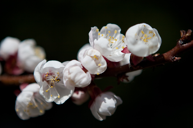 photo "***" tags: nature, flowers