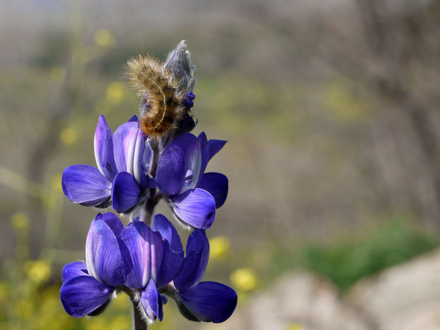 photo "Lupine" tags: nature, macro and close-up, flowers