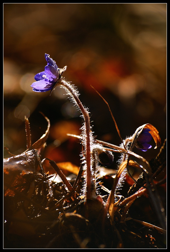 фото "***" метки: природа, 